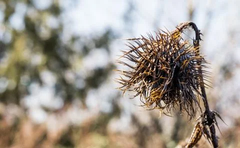 Dead decaying globe thistle standing alone Stock Photos