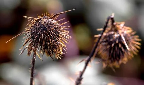 Dead decaying globe thistle standing alone Stock Photos