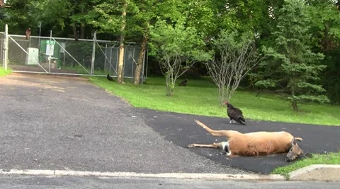 Dead deer and vultures Видео 8566351