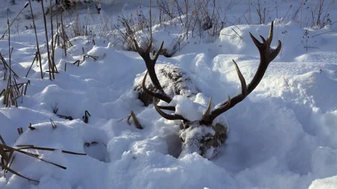Dead deer with antlers lying in the snow in winter. Animal death. Stock Footage 324583729