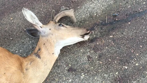 Dead Deer with Audio Flies Buzzing 스톡 동영상 171436771