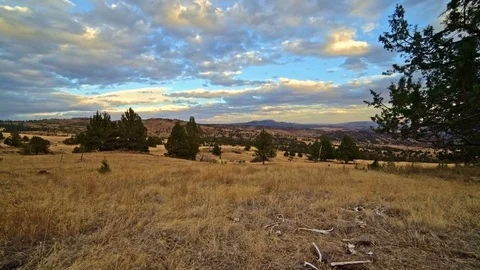 Dead deer bones skeleton in field near western juniper on ranch 스톡 동영상 81999897
