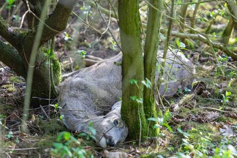 Dead deer carcass decaying on forest floor Stock Photos