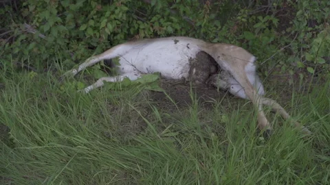 Dead deer. The deer was hit by a car. Video stock 218271154