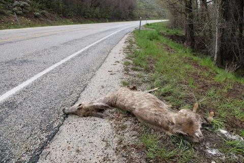 Dead deer doe on side of road Stock Photos