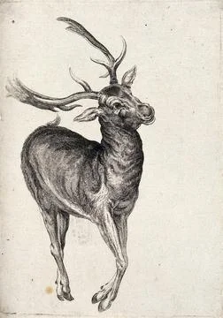 A (dead?) deer. Etching attributed to James Ward, ca. 1794. Stock Illustration