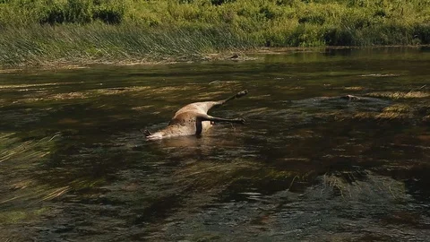 Dead deer Stock Footage 100808897