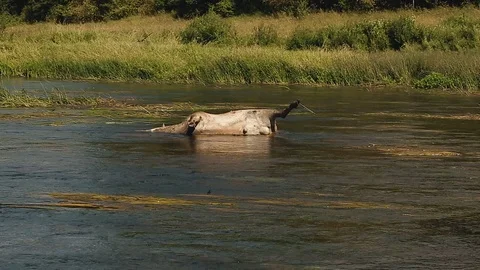 Dead deer Stock-Footage 100809077