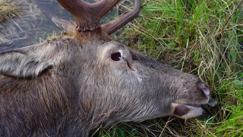 Dead deer head in the wild A deer killed by wolves in a forest meadow. 4k ProRes Stock Footage 261367483