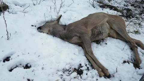 A dead deer is lying in the snow, behind a wire mesh. Stock Footage 153260582