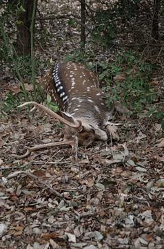 A Dead Deer Foto stock