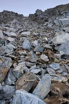 Dead Deer Stock Photos