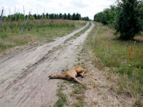 Dead deer by the side of a road Stock Photos