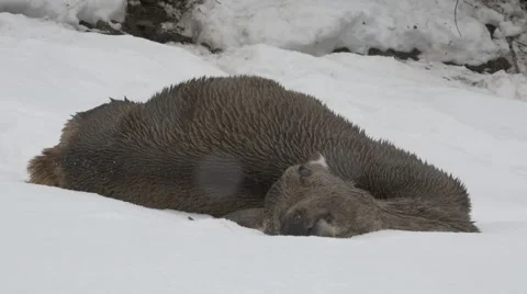 Dead deer in winter Vídeo Stock 47932319