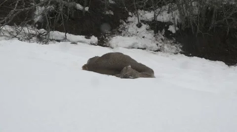 Dead deer in winter Video stock 47932457