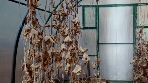 Dead dehydrated cucumbers in the greenhouse,tracking shot. Stock Footage 170393601