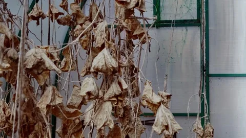 Dead dehydrated cucumbers in the greenhouse,tracking shot. Stock Footage 246439157