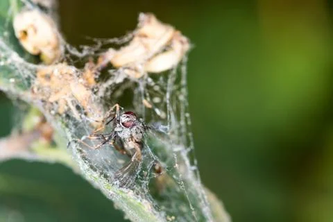 Dead dessicated fly corpse trapped in a spider web on a rose bush Foto stock