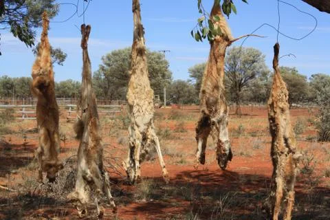 Dead dingos hanging on the tree, concept of death, cruelty, hunters in Australia Stock Photos