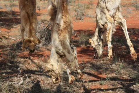 Dead dingos hanging on the tree, concept of death, cruelty, hunters in Australia Stock Photos