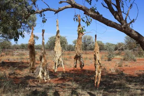 Dead dingos hanging on the tree, concept of death, cruelty, hunters in Australia Stock Photos