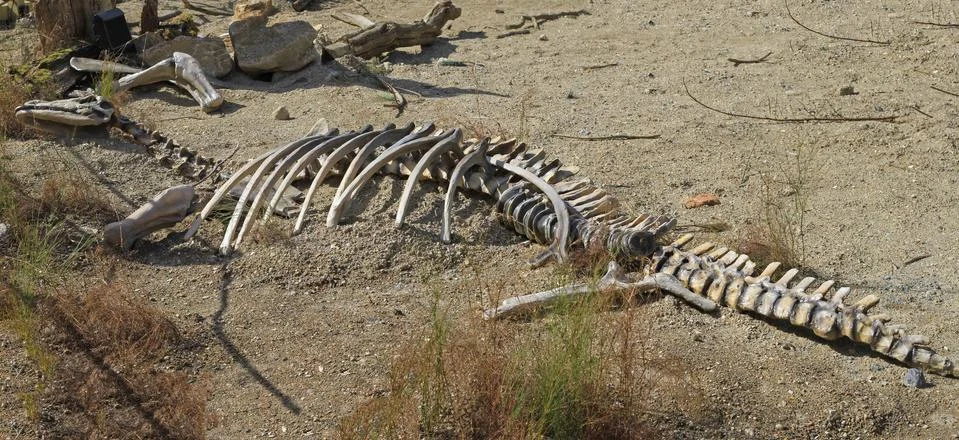 Dead dinosaur ancient animal skeleton bones in sand Stock Photos