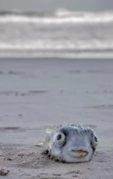 Dead Diodon Stock Photos