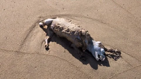 Dead dog on the beach 4K Vídeo Stock 328704592