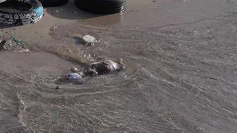 Dead dog at the beach Stock Footage 307296226