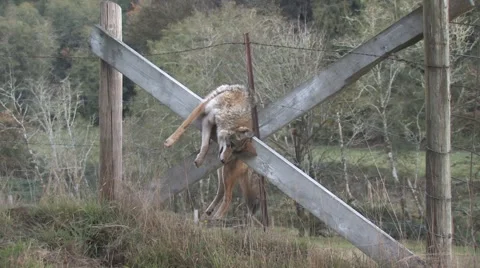 Dead Dog Stock-Footage 5075290