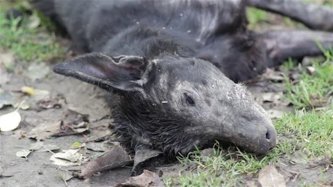 Dead dog Stock Footage 70805481