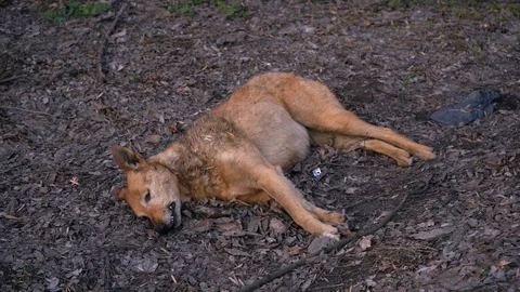 Dead dog lies on the ground in the forest Stock Footage 106263859
