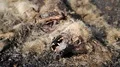 Dead dog lies on pavement near highway HD Footage