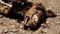Dead dog lying on the road HD Footage