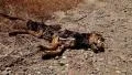 Dead dog lying on the road HD Footage