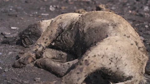 Dead Dog Rotting in Garbage Dump Covered in Flies, South African Township Vídeo Stock 346458880