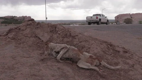 Dead Dog on side of Road Video stock 164579188