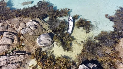Dead dolphin in Atlantic Ocean, swimming on the surface. Stock Footage 343938243