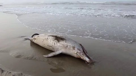 Dead dolphin on the beach Stock Footage 76650587