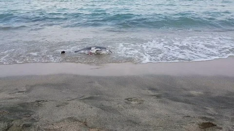 Dead dolphin on the beach Stock Footage 79040121