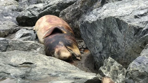 Dead Dolphin on the beach. Stock Footage 96220366
