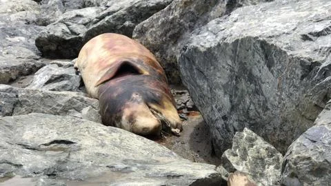 Dead Dolphin on the beach. 스톡 사진