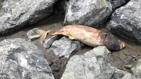 Dead Dolphin on the beach. 스톡 사진