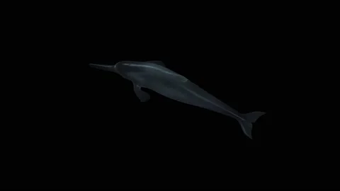 DEAD DOLPHIN FLOATING UNDERWATER 1 Stock Footage 216489175
