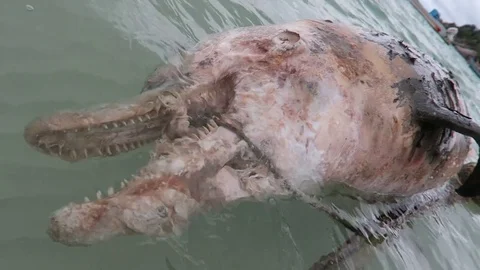 Dead Dolphin Stock Footage 80853561