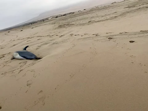 Dead dolphin Stock Footage 154459726