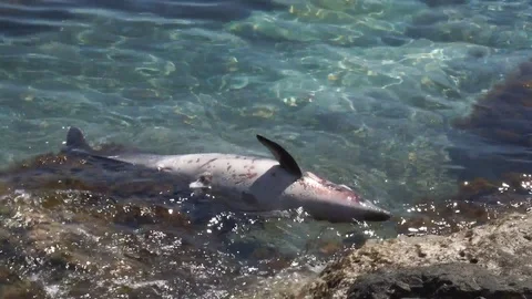 Dead dolphin. Marine pollution Stock Footage 113594050