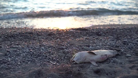 Dead dolphin in the ocean side - ecosistem Stock Footage 116103977