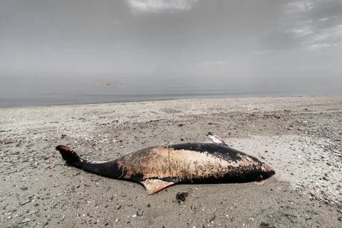 Dead dolphin on sandy beach Stock Photos