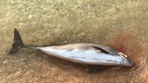 Dead dolphin in the sea Stock Footage 106221386